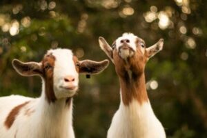 image of two goats